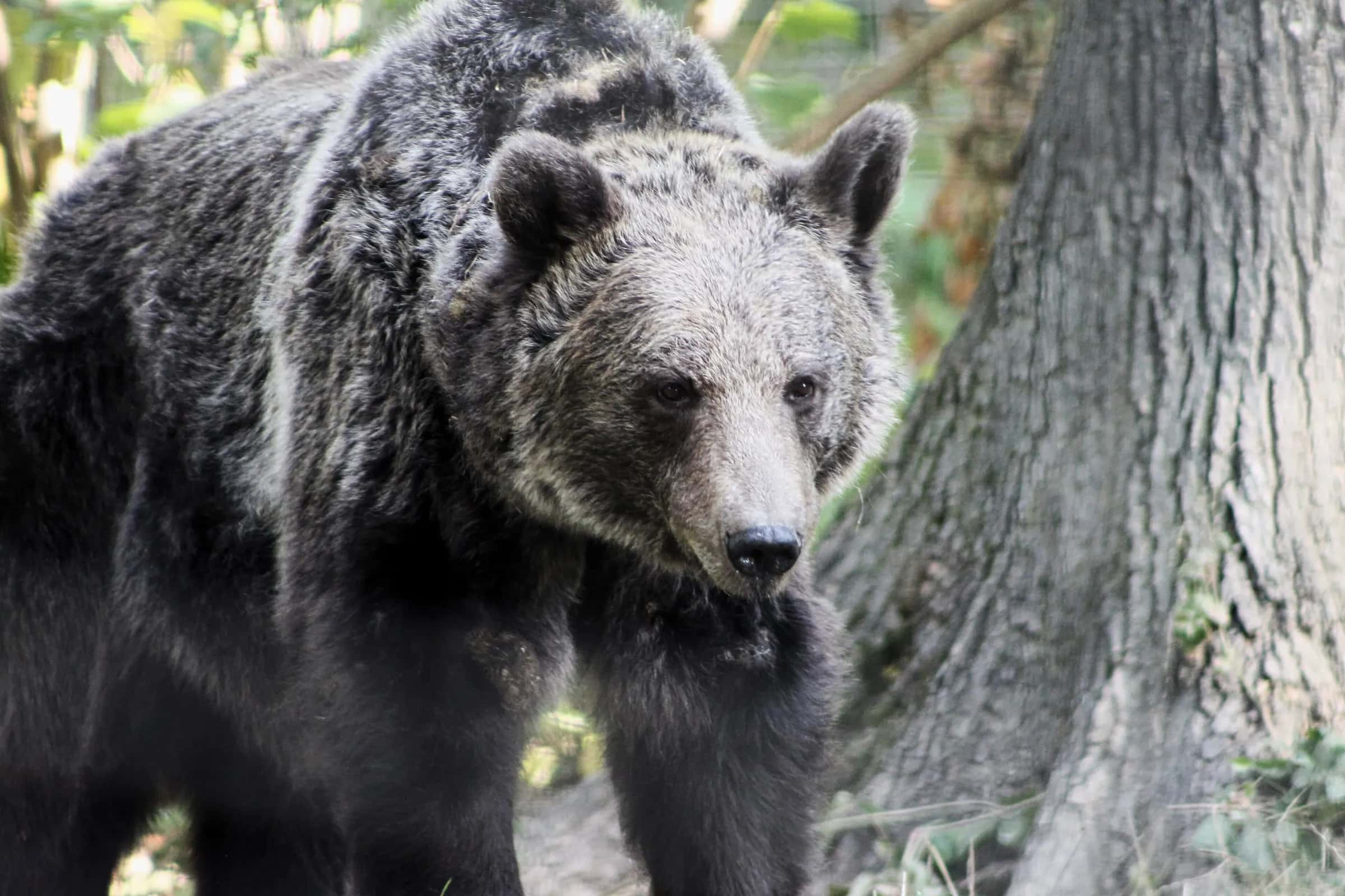 Un orso bruno che passa vicino a un albero al santuario Libearty