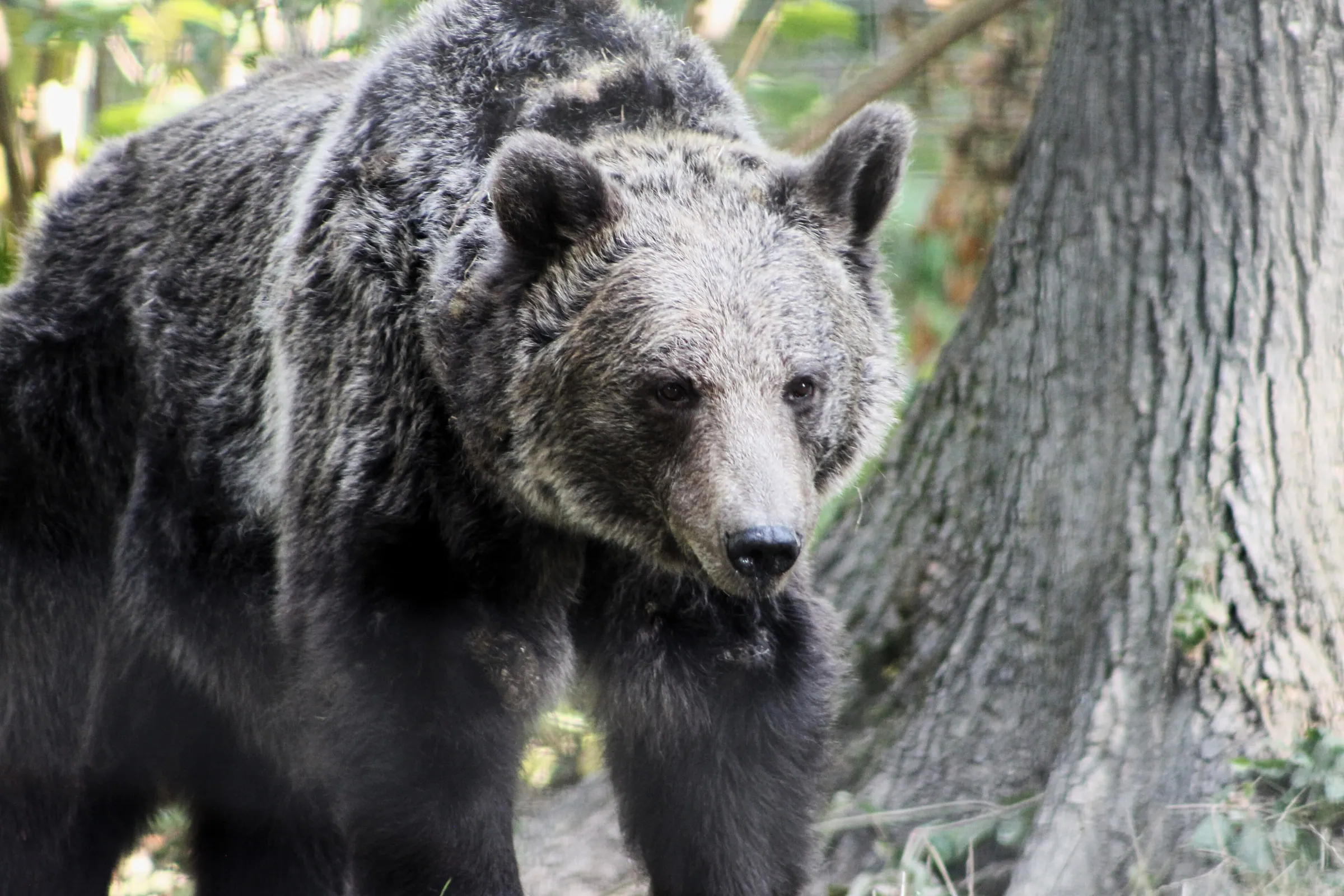 Un urs brun trecând pe lângă un copac la sanctuarul Libearty